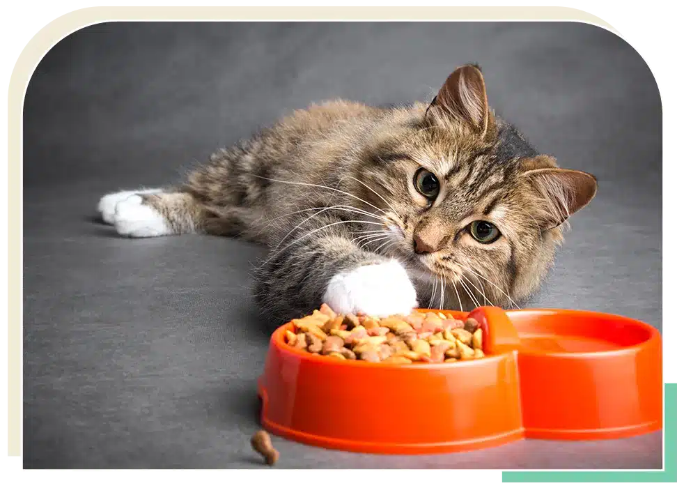 Alimentation chat : chat tigré devant sa gamelle orange Chat tigré aux pattes blanches touchant sa gamelle de croquettes orange. Regard curieux sur fond gris.